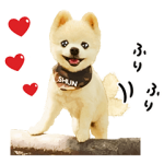 公式スタンプ::犬の俊介くん
