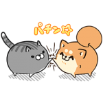 限定無料スタンプ::ボンレス犬猫 x 便利アカウント